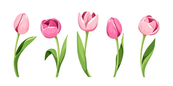 Vector Set Five Pink Tulips Isolated White Background — Stock Vector