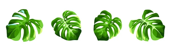 Ensemble Vectoriel Feuilles Monstères Tropicales Isolées Sur Fond Blanc — Image vectorielle