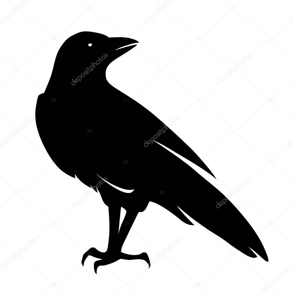 Vector black silhouette of a raven bird isolated on a white background.