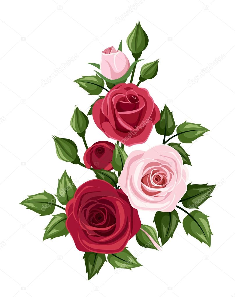 Red and pink roses. Vector illustration.