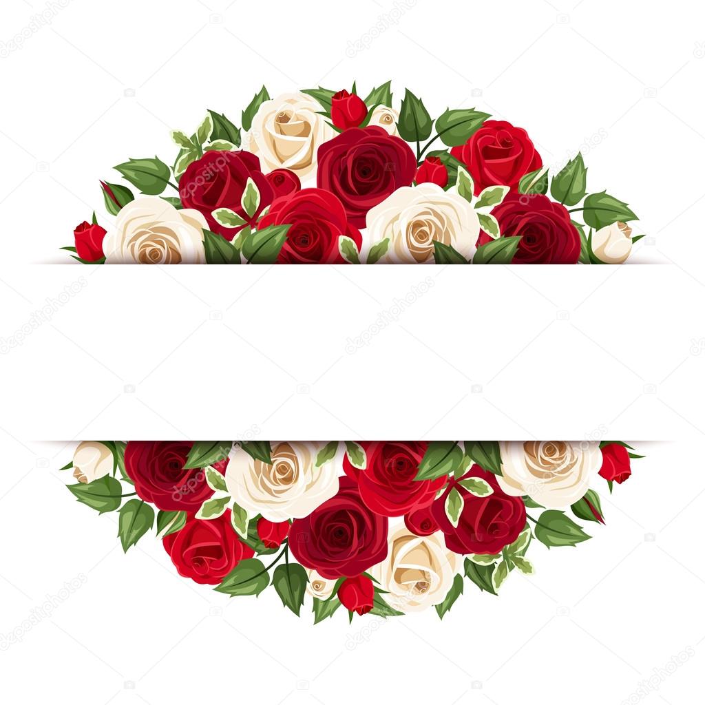 Background with red and white roses. Vector eps-10.