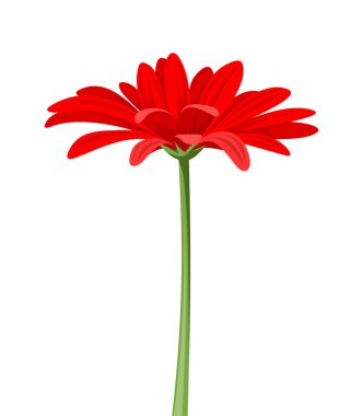 Kırmızı gerbera kök ile. vektör çizim.