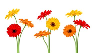 Gerbera flowers. Vector illustration. clipart