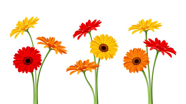 Gerbera flowers. Vector illustration.