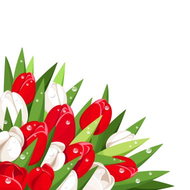 Kırmızı ve beyaz laleler çiğ damlaları ile. Vektör çizim.