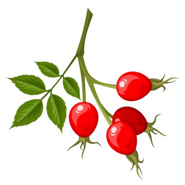 Kuşburnu şube. Vektör çizim.