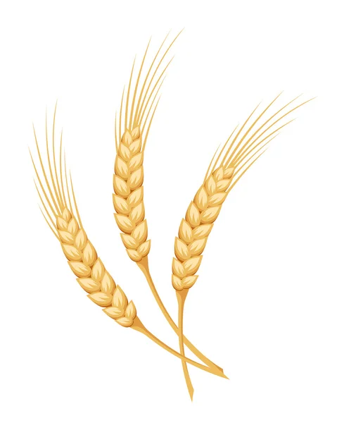 Ears of wheat. Vector illustration. — Stock Vector