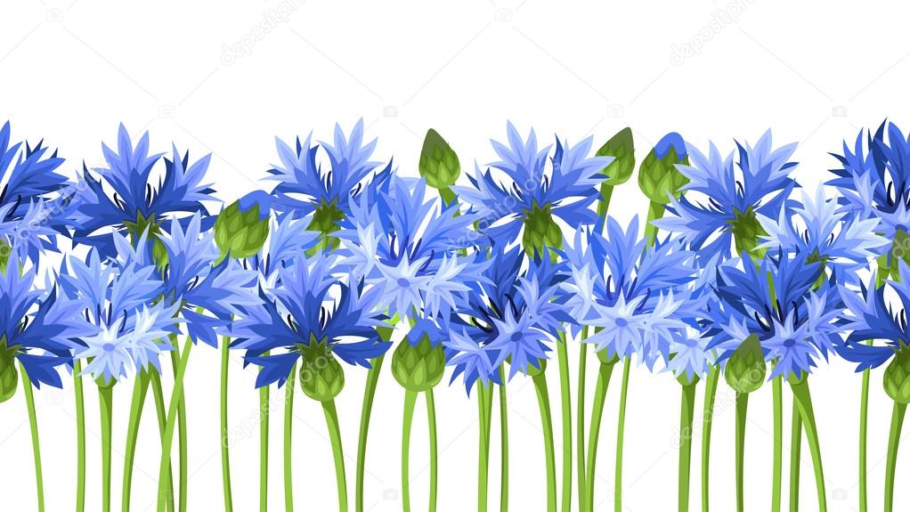 Horizontal seamless background with blue cornflowers. Vector illustration.