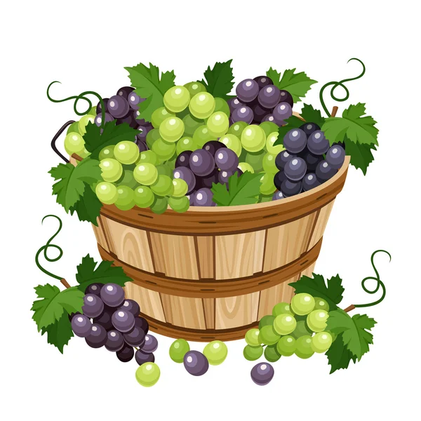 Panier avec raisins noirs et verts. Illustration vectorielle . — Image vectorielle