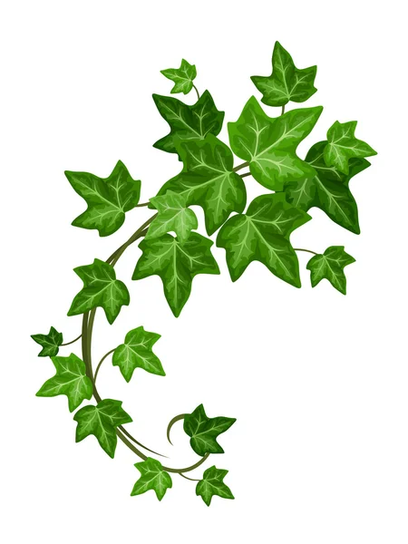 Ivy tak. Vectorillustratie. — Stockvector