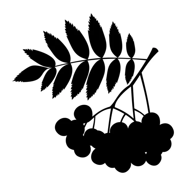 Rowan branch with berries and leaves. Vector black silhouette. — Stock Vector