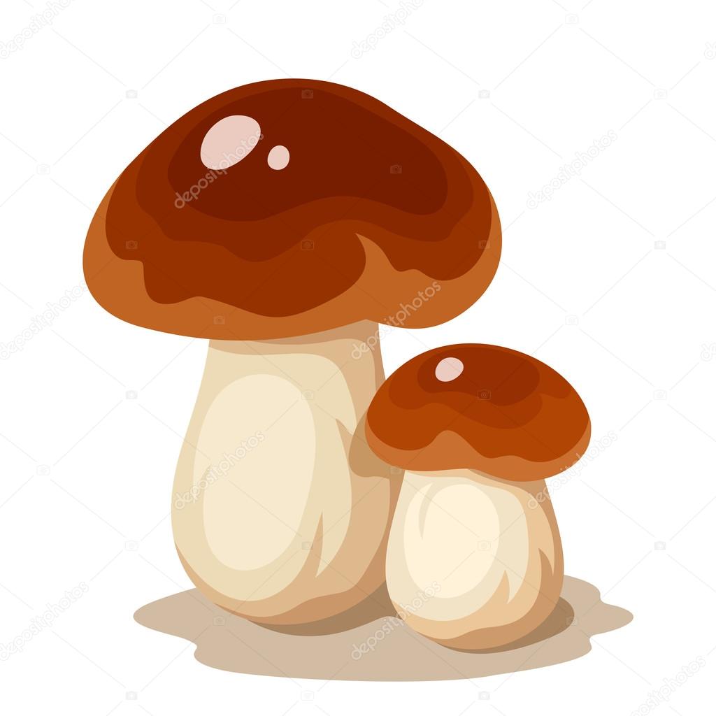 Two cep mushrooms. Vector illustration.