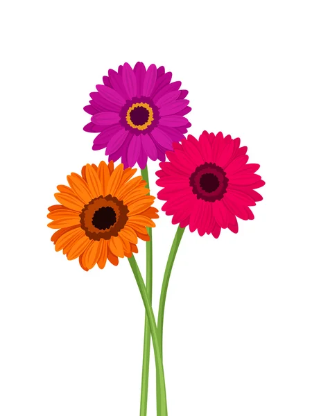 Flores de gerbera rosa, laranja e roxa. Ilustração vetorial . — Vetor de Stock
