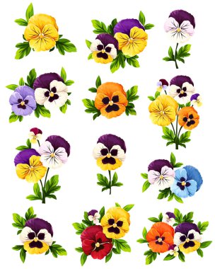 Beyaz arka planda izole edilmiş renkli nonoş çiçekleri. Homoseksüellerin vektör çizimleri