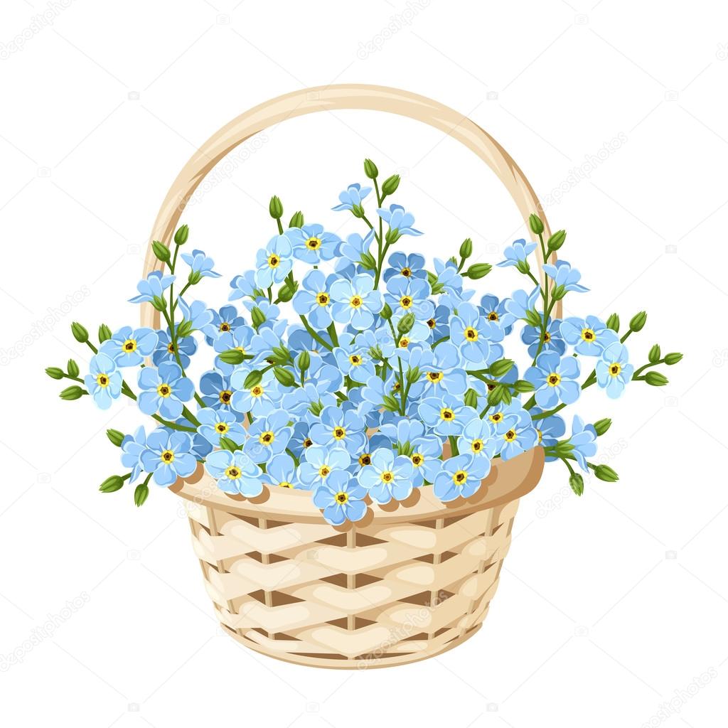 Basket with blue forget-me-not flowers. Vector illustration.