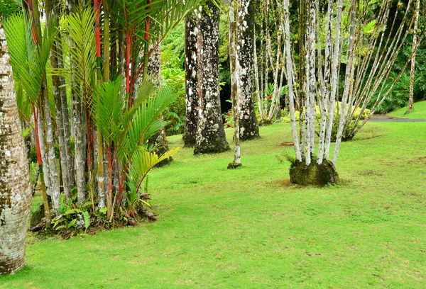 Le pittoresque zoo martiniquais du Carbet aux Antilles — Photo