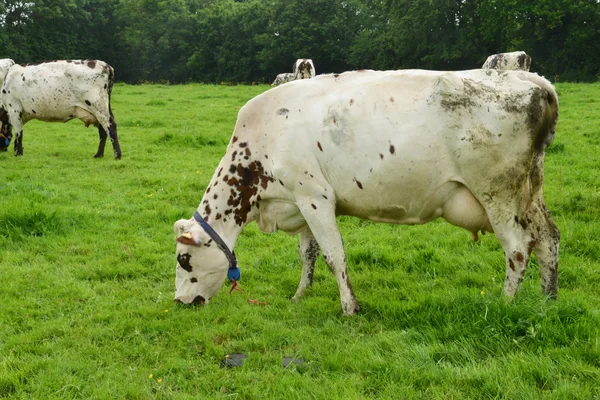 França, a pitoresca aldeia de Le Mesnil Durand — Fotografia de Stock