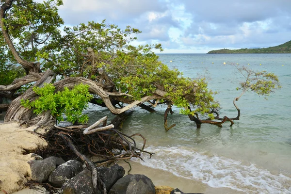 Martinique, schilderachtige stad van Sainte Anne in West-Indië — Stockfoto