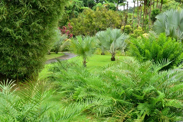 Франция, живописный сад Балата на Мартинике — стоковое фото