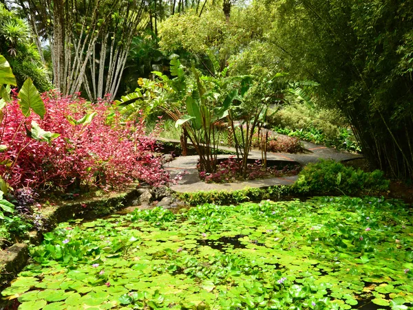Frankrike, den pittoreska trädgård Balata i Martinique — Stockfoto
