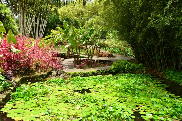 France, the picturesque garden of Balata in Martinique — Stock Photo, Image