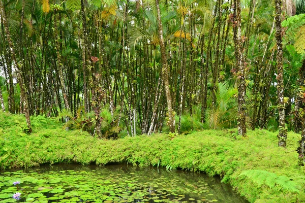 法国，在马提尼克岛巴拉塔风景如画的花园 — 图库照片