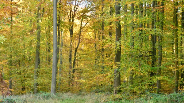 Normandia, a festői falu Lyons-la Foret — Stock Fotó