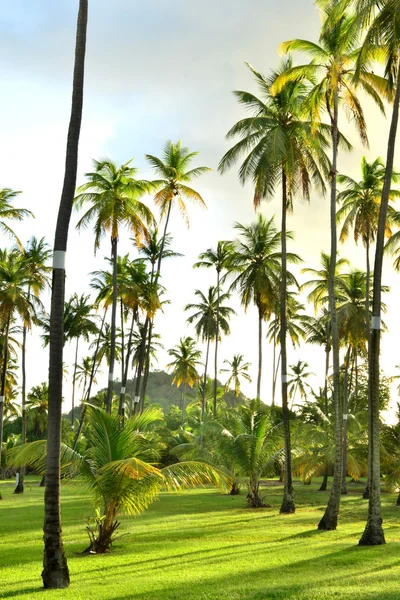 Martinique, Batı Hint Adaları 'ndaki Sainte Anne' in pitoresk şehri. — Stok fotoğraf