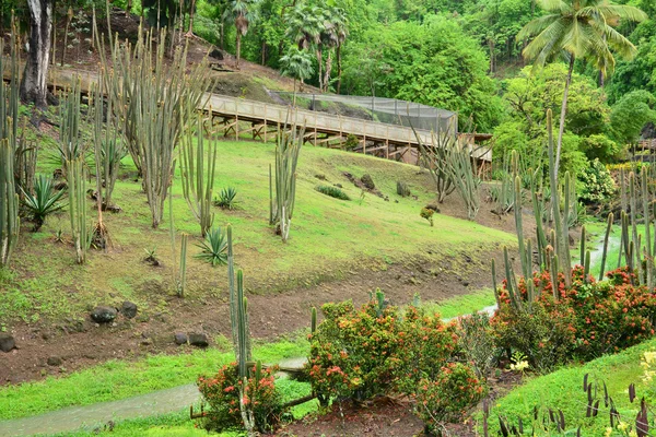 El pintoresco zoológico de Martinica en Le Carbet en las Indias Occidentales — Foto de Stock