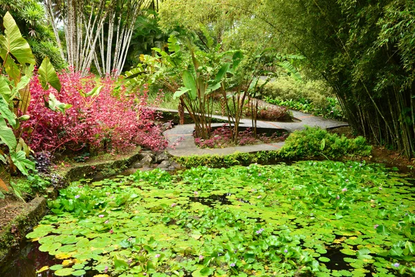 France, the picturesque garden of Balata in Martinique — Stock Photo, Image