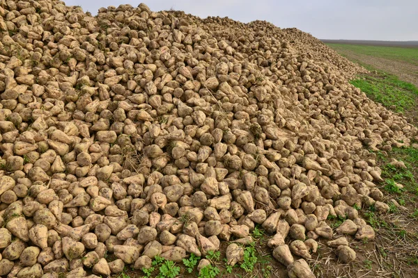 Lisors, France - october 11 2015 : beetroot in a field — Stock Photo, Image