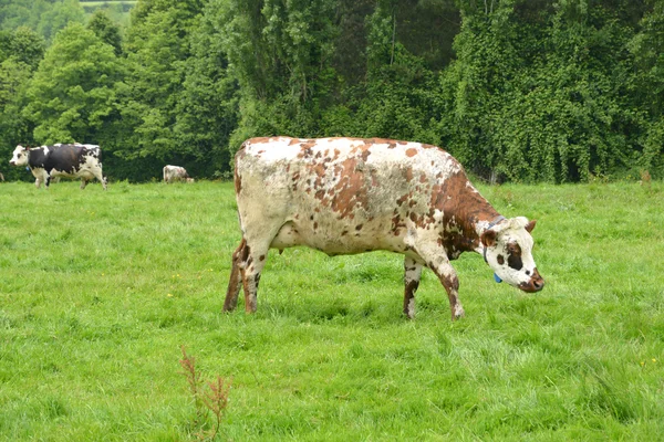 Francia, el pintoresco pueblo de Le Mesnil Durand — Foto de Stock