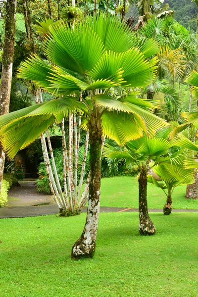 Fransa, Balata pitoresk bahçe içinde Martinique — Stok fotoğraf