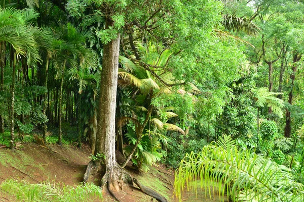 Frankreich, der malerische Garten von balata in martinique — Stockfoto