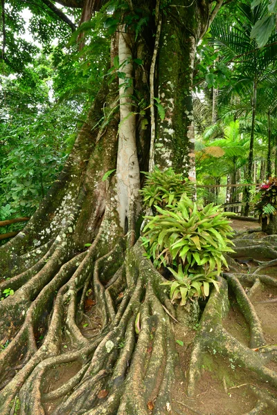 Fransa, Balata pitoresk bahçe içinde Martinique — Stok fotoğraf