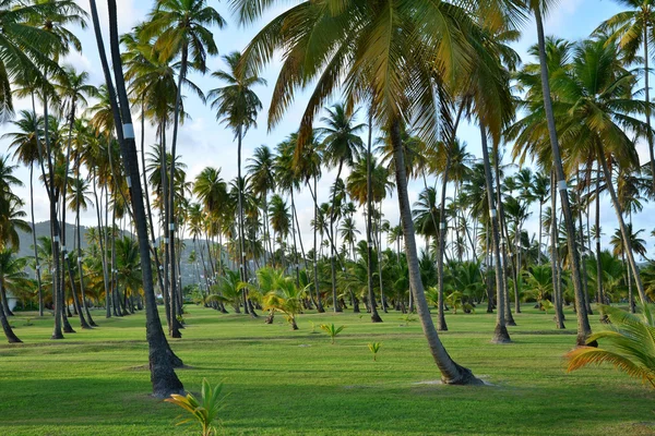 Martinique, pittoresk park i staden Sainte Anne i Wes — Stockfoto