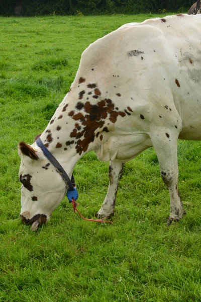 Frankrike, den pittoreska byn Le Mesnil Durand — Stockfoto