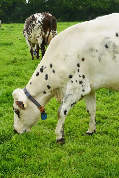 Frankrijk, de pittoreske dorp van Le Mesnil Durand — Stockfoto