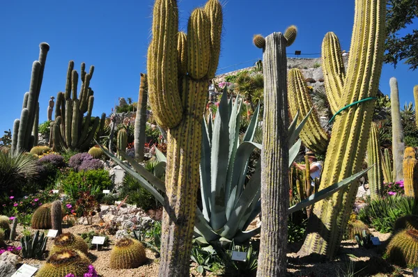 Eze, France - 19 avril 2016 : jardin exotique — Photo