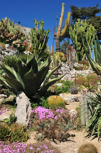 Eze, France - 19 avril 2016 : jardin exotique — Photo