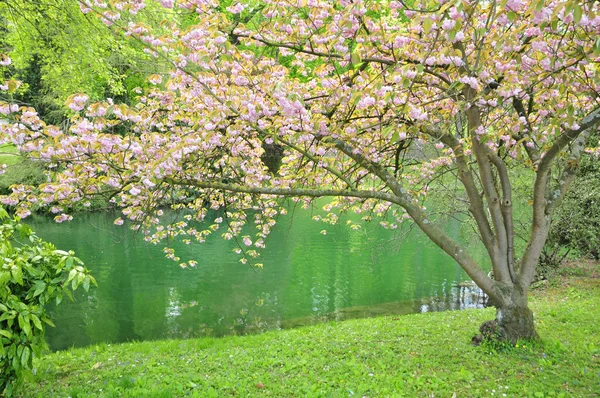 Poissy, Francja - mai 2 2016: Messonnier park — Zdjęcie stockowe