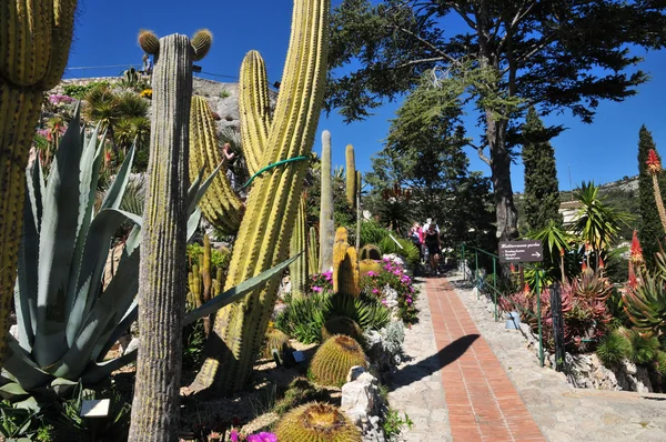 Eze, Francia - 19 de abril de 2016: jardín exótico — Foto de Stock