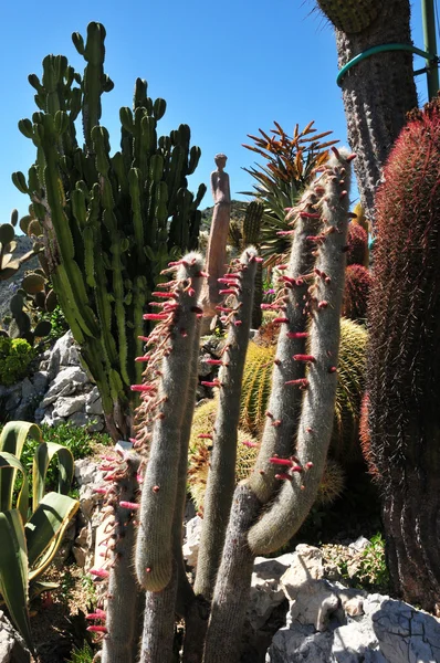 Eze, France - 19 avril 2016 : jardin exotique — Photo