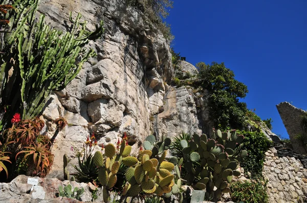 Eze, Francia - 19 aprile 2016: giardino esotico — Foto Stock