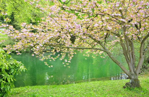 Poissy, Francia - 2 maggio 2016: il parco Messonnier — Foto Stock