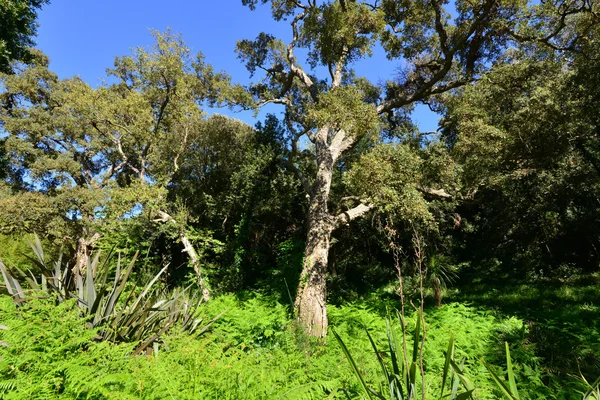 Rayol - 18 abril 2016: la finca Rayol jardín — Foto de Stock