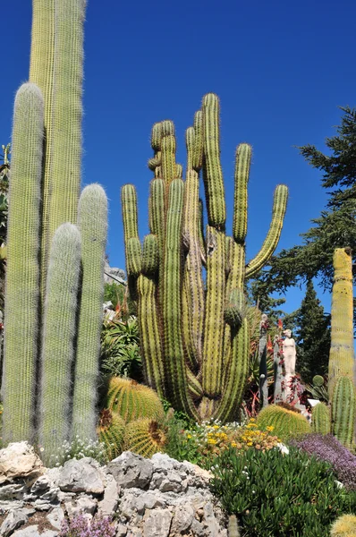 Eze, France - 19 avril 2016 : jardin exotique — Photo