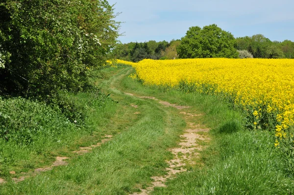 Gazeran, Francia - 5 giugno 2016: campagna primaverile — Foto Stock