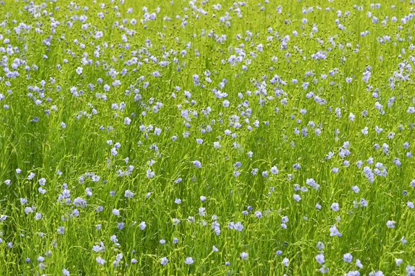 Boissay, France - june 23 2016 : field of linseed — Stock Photo, Image