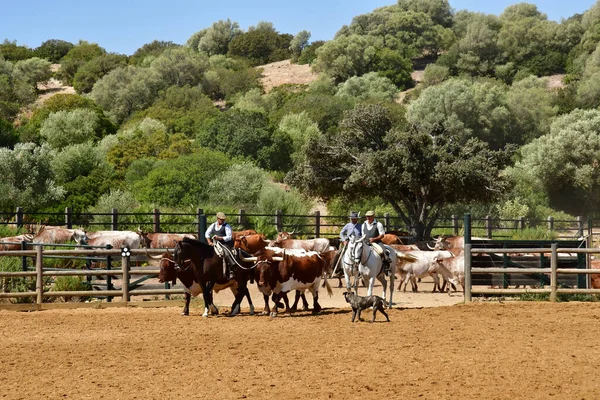 Medina Sidonia Spagna Agosto 2019 Acampo Abierto — Foto Stock